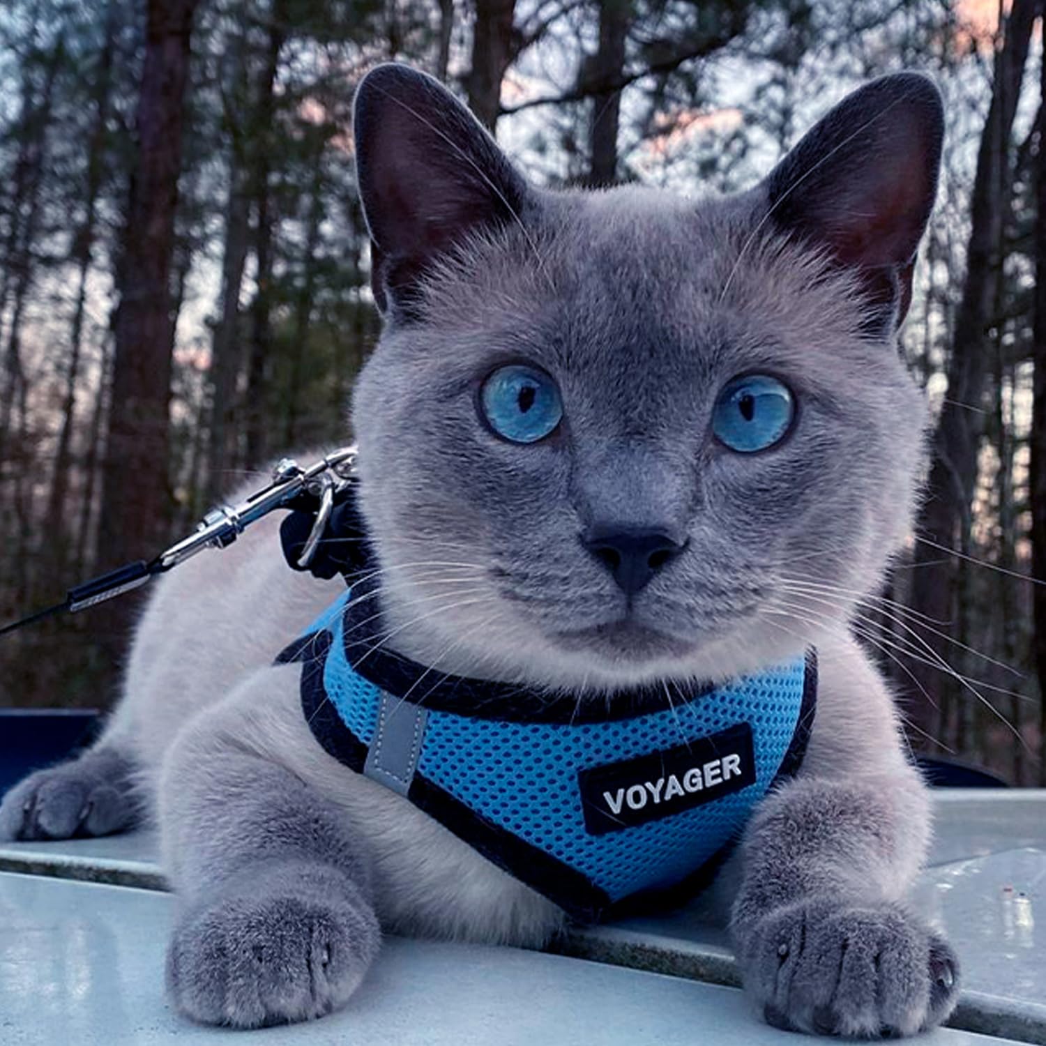 Voyager Step-in Air Dog Vest Harness - Baby Blue/Black Trim, Small