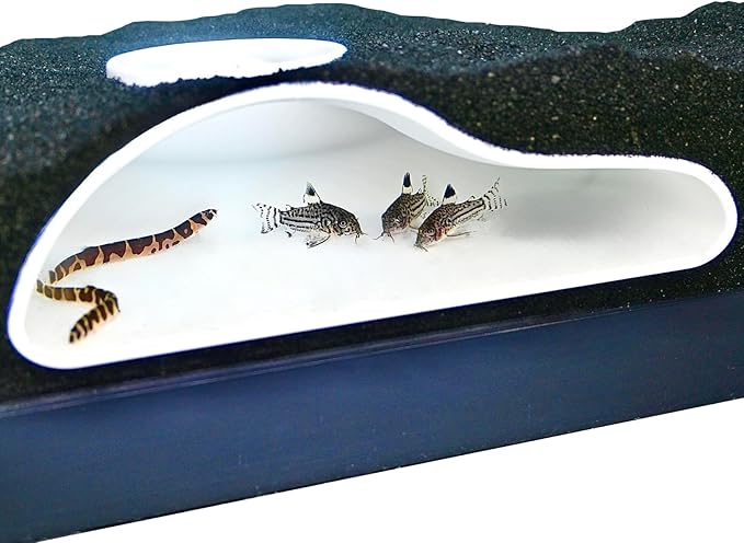 Aquarium Underground Tunnel Cave Natural Curve | Viewing Fish & Shrimp Under Gravel Tunnel | Fish Tank Decor Decoration Hideout Perfect for Corydora Catfish, Kuhli Loach, Clown Loach