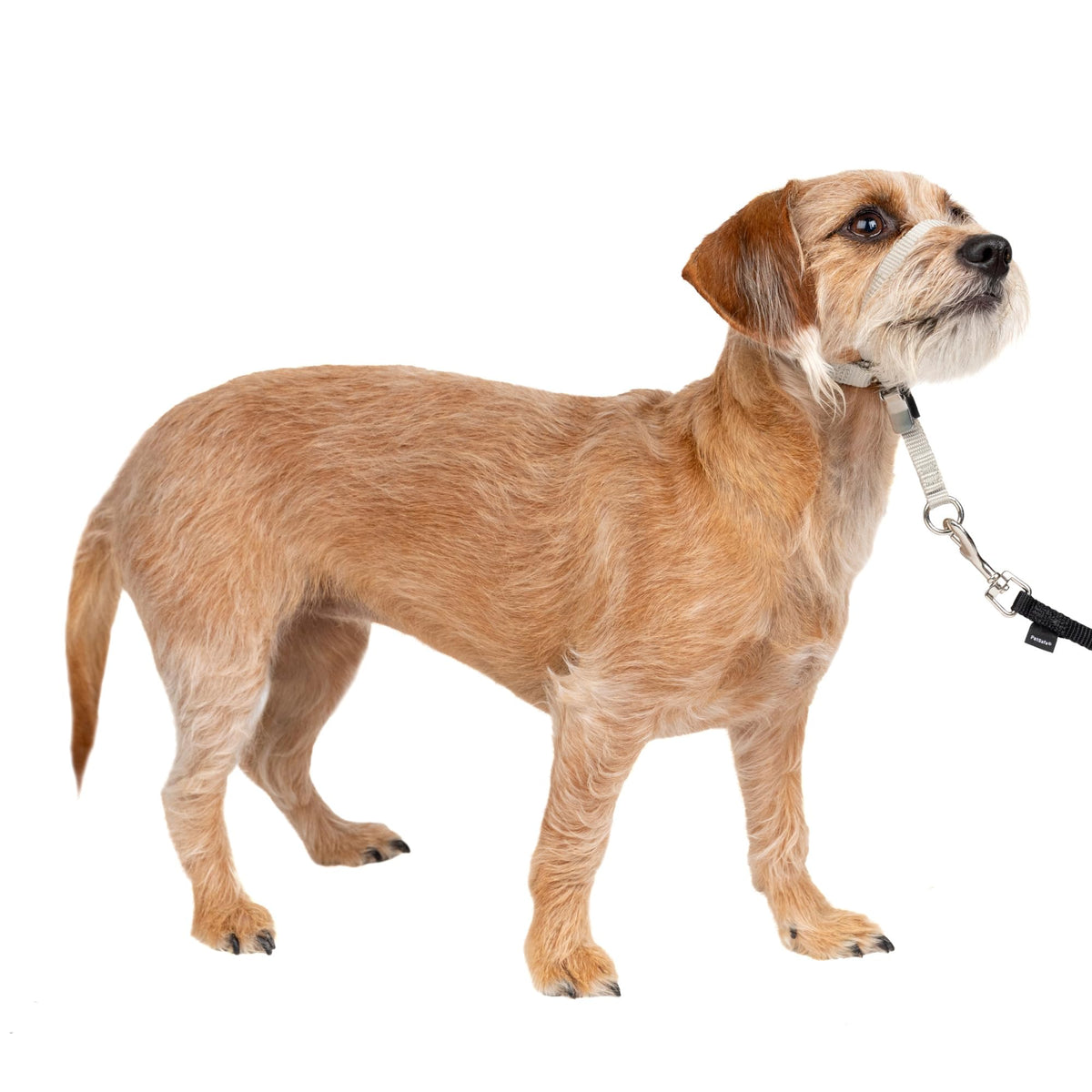 PetSafe Gentle Leader No Pull Dog Headcollar, Apple Green, Medium