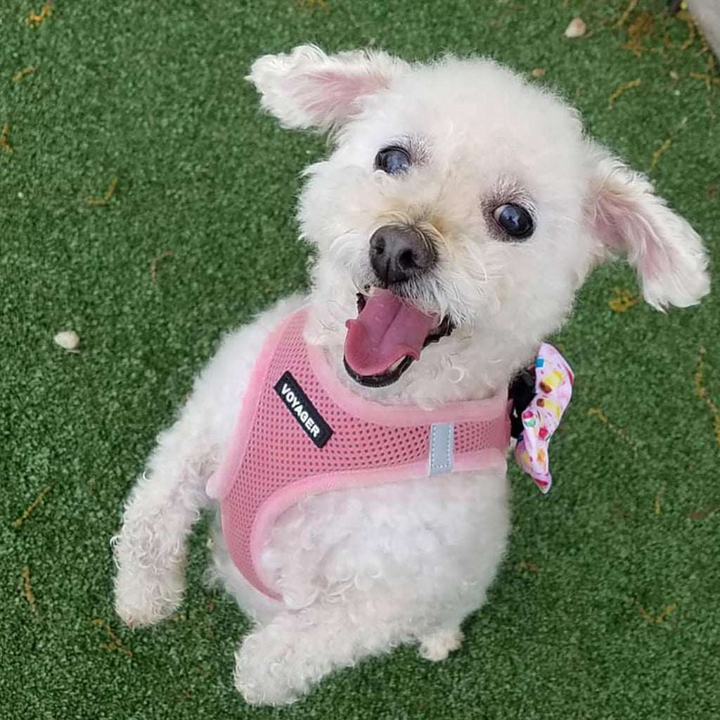 Best Pet Supplies Voyager Step-in Air All Weather Mesh Harness and Reflective Dog 5ft Leash Combo with Neoprene Handle, for Small, Medium and Large Breed Puppies - Pink, Medium