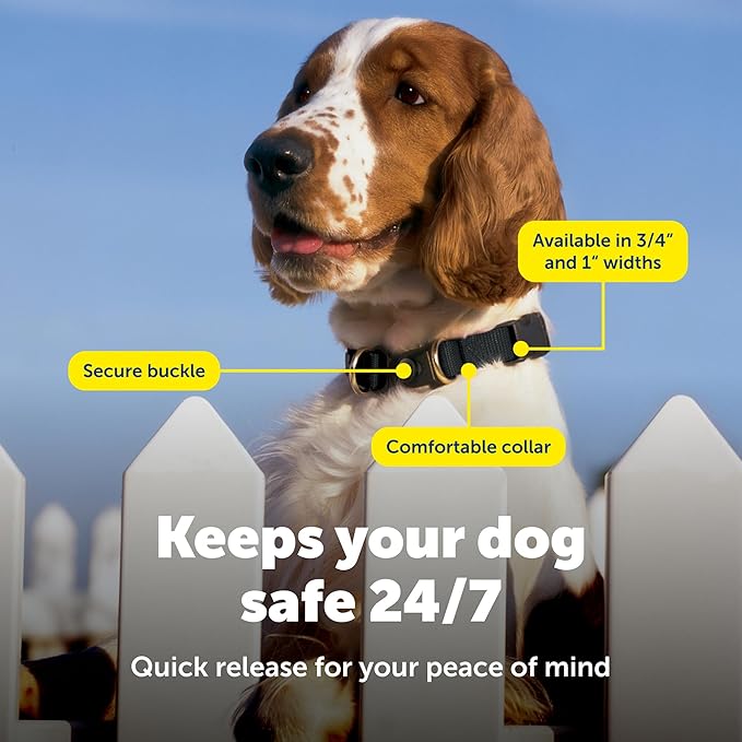 PetSafe KeepSafe Break-Away Collar 3/4 in Wide, Small, Black Prevent Collar Accidents for Your Dog or Puppy Improve Safety, Compatible with Leash Use, Adjustable Sizes