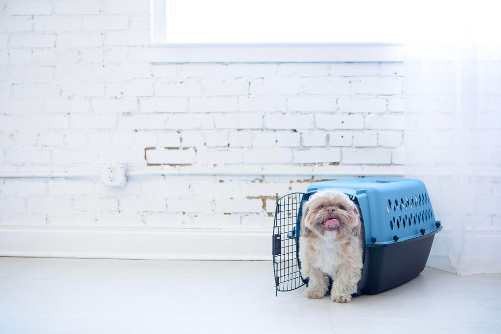 Petmate Fashion Vari Dog Kennel - Portable Crate for Pets 10-20 lbs - Airline-Friendly Pet Carrier - Durable Plastic Shell - For Home and Travel - Made in USA - 24 Inches - Light Blue