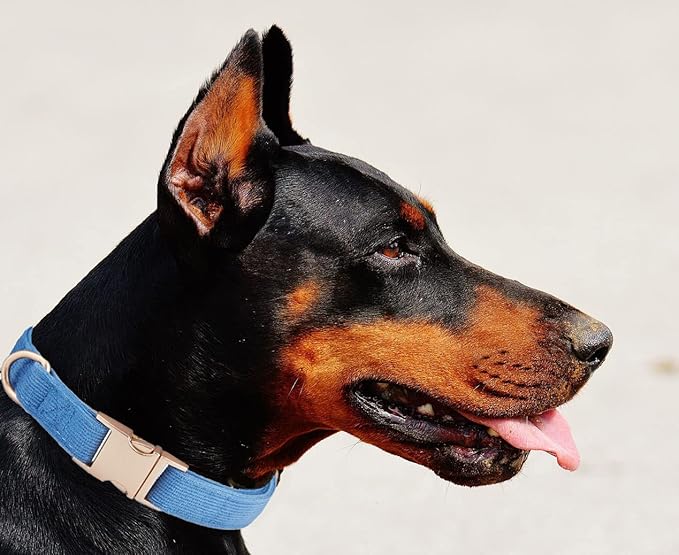 YUDOTE Soft Cotton Dog Collar with Metal Buckle Adjustable Heavy Duty Comfy Corduroy Collars for Small Medium Large Dogs,Blue,Medium