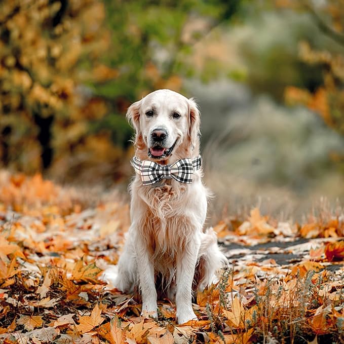 Bobo Rainbow Classic Beige Plaid Dog Collar with Bow for Small Puppy
