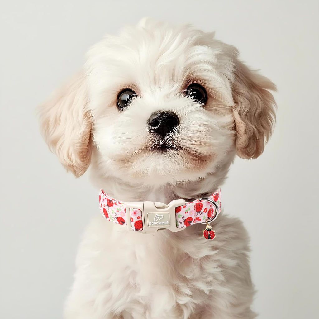 Babole Pet Lucky Ladybug Dog Collar for Puppy Small Dogs - Sweet Pink Girl Dog Collars, Lightweight Adjustable Spring Garden Mom Dogs Collars with Quick Release Buckle XS