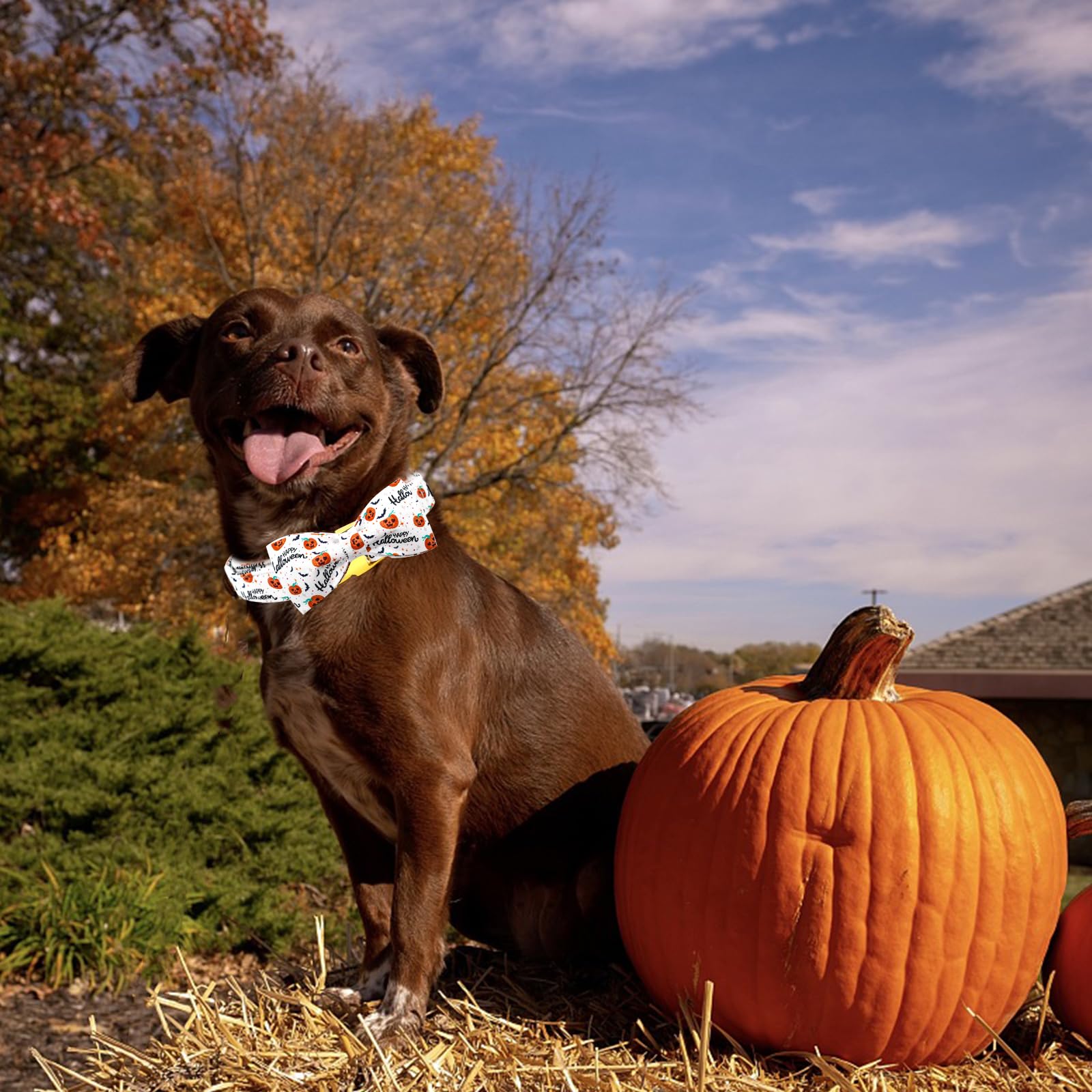 Bobo Rainbow Halloween Dog Collar, Pet Collar Bow Pumpkin Pet Collar Girl Boy Holiday Collars Gift Bow Cute Soft Puppy Collars for X-Small Puppy