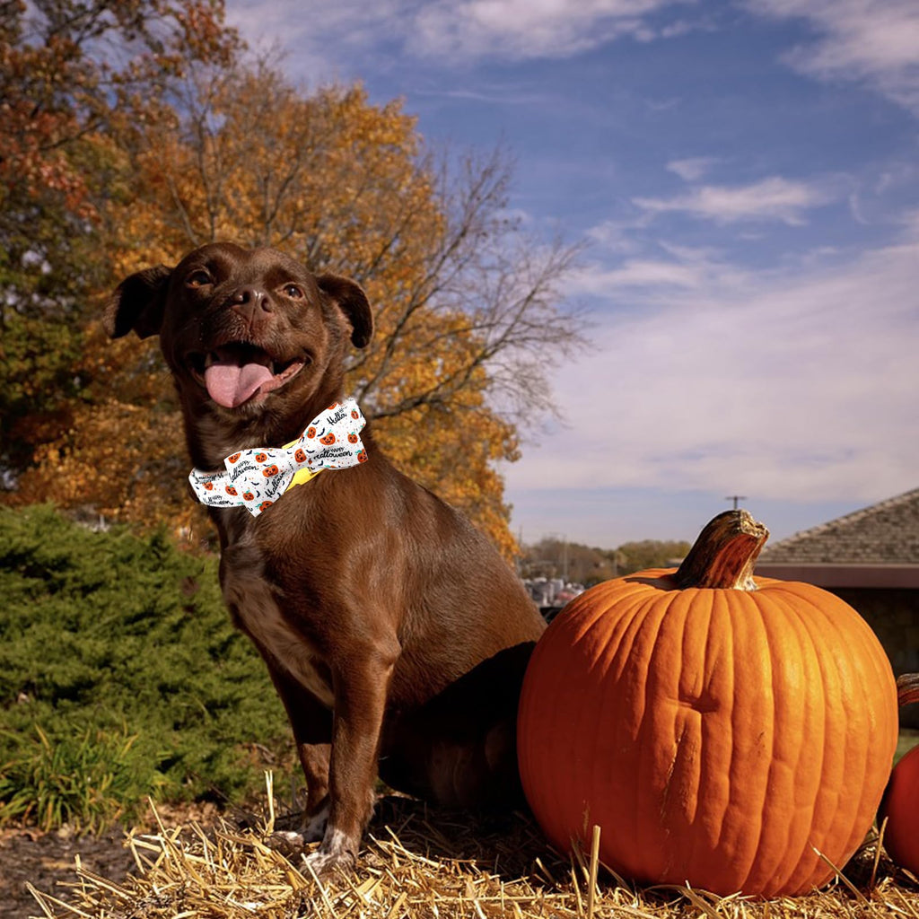 Bobo Rainbow Halloween Dog Collar, Pet Collar Bow Pumpkin Pet Collar Girl Boy Holiday Collars Gift Bow Cute Soft Puppy Collars for X-Small Puppy