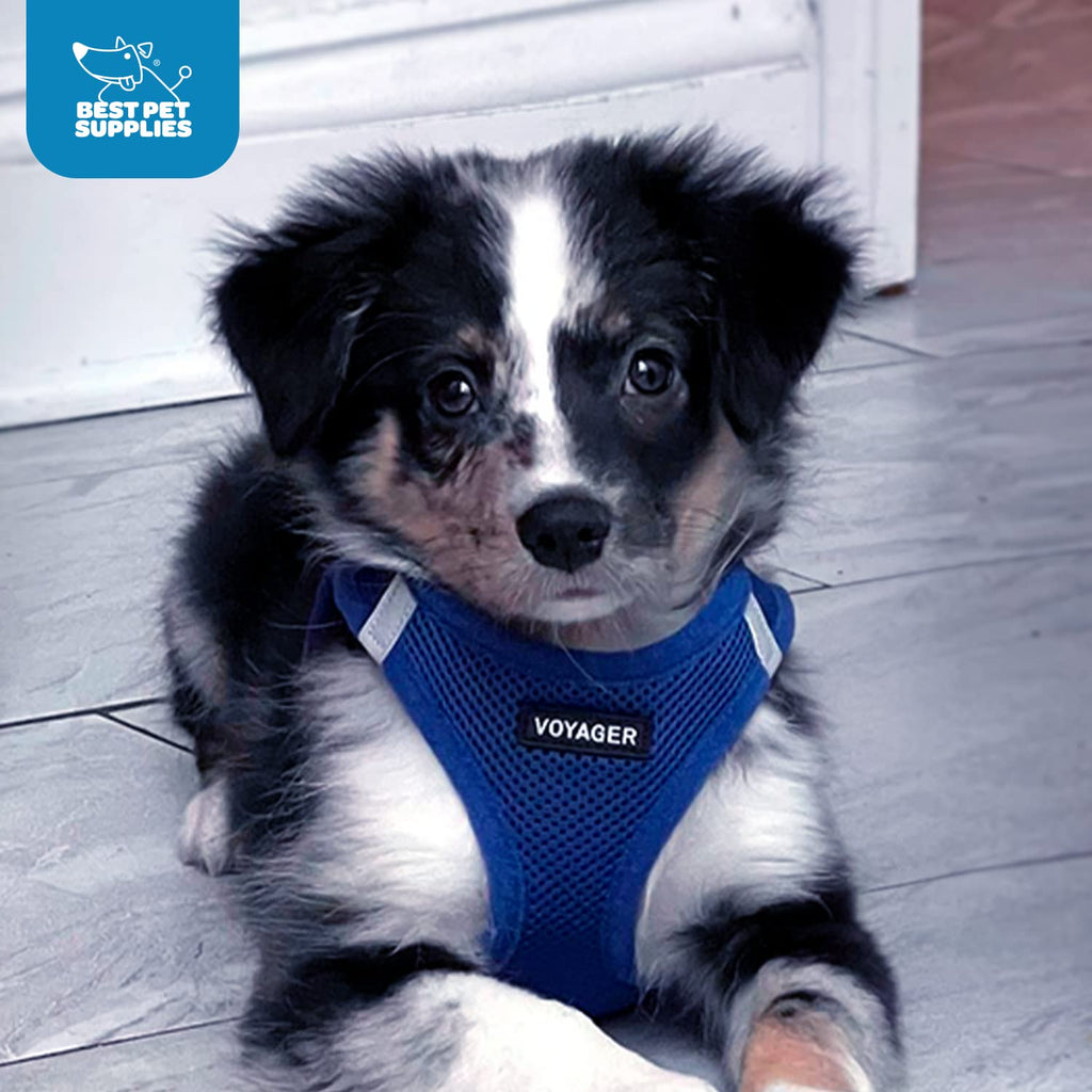 Voyager Step-in Air Dog Vest Harness - Royal Blue, Medium
