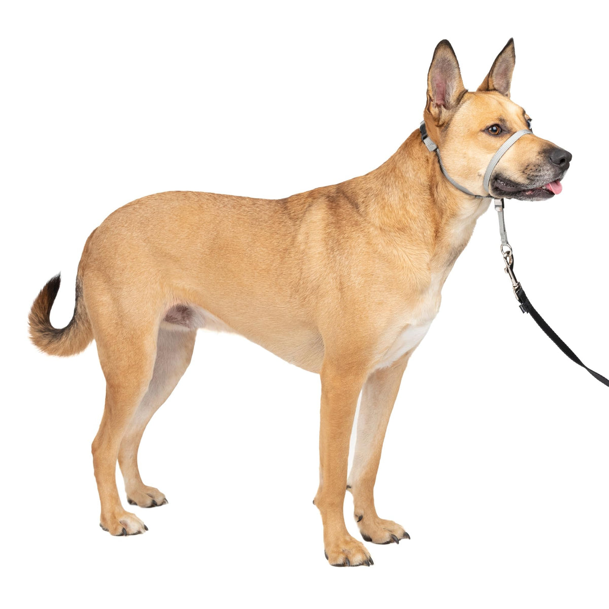 PetSafe Gentle Leader No Pull Dog Headcollar, Apple Green, Medium