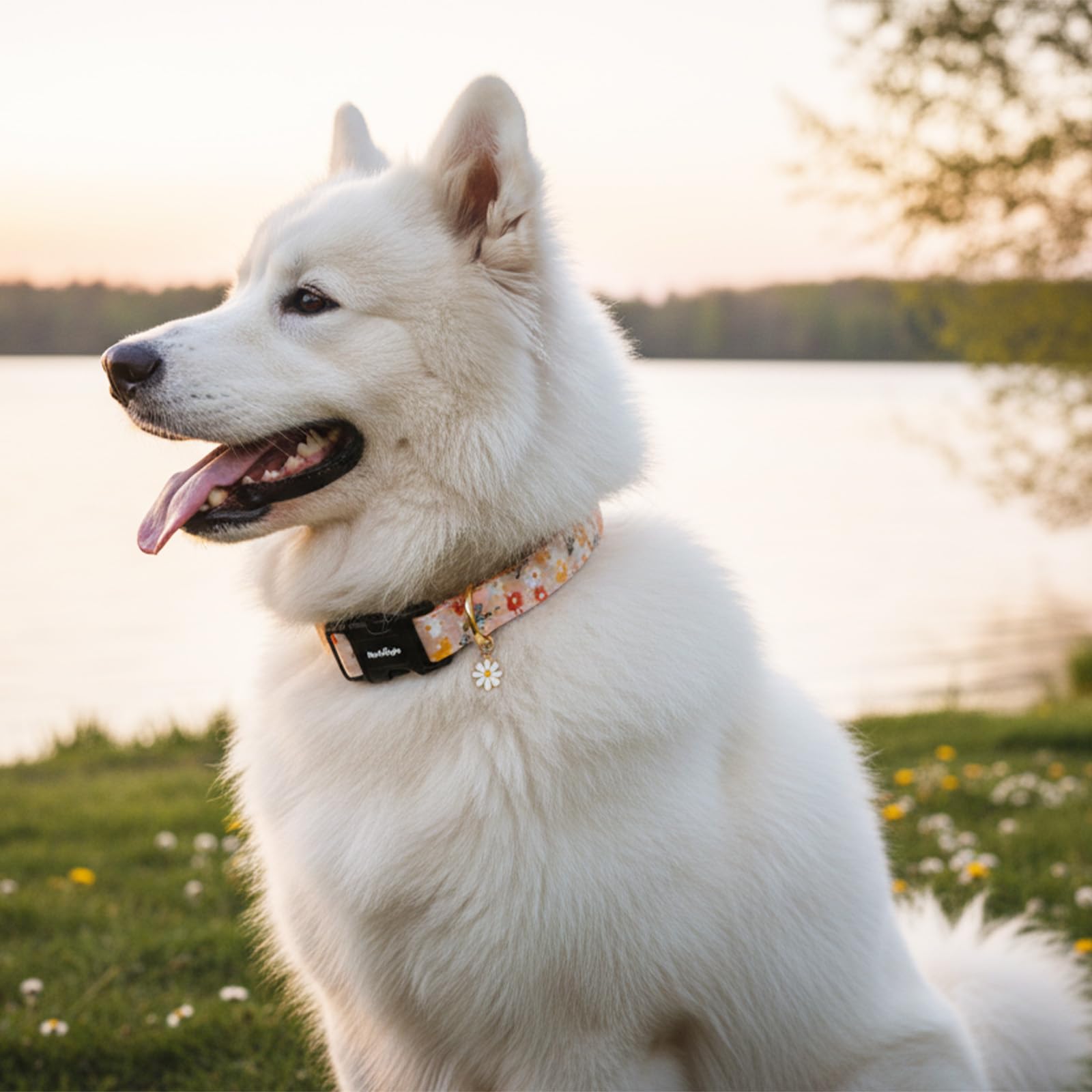 Astdogio Dog Collar for Extra Small Dogs, Spring &Summer Theme Orange Small Dog Collars with Flower Pattern, Adjustable Puppy Dog Collars, Cute Girl or Boy Dog Collar Ideal for Gifts,Pet Accessory,XS
