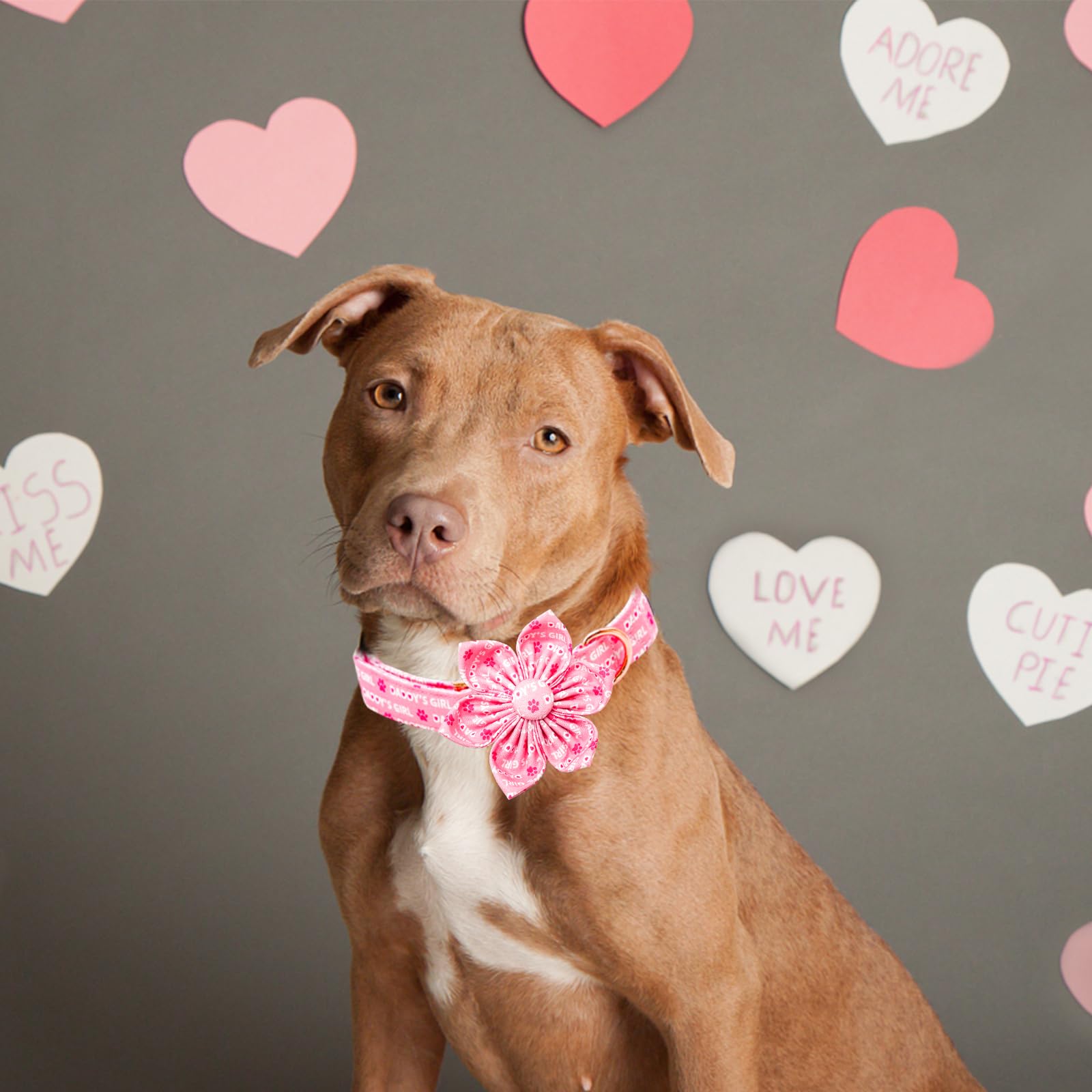 Lionheart glory Valentine's Day Dog Collar with Flower Dog Collars Pink Collars for Small Dogs, Spring Pet Puppy Collar Flowers