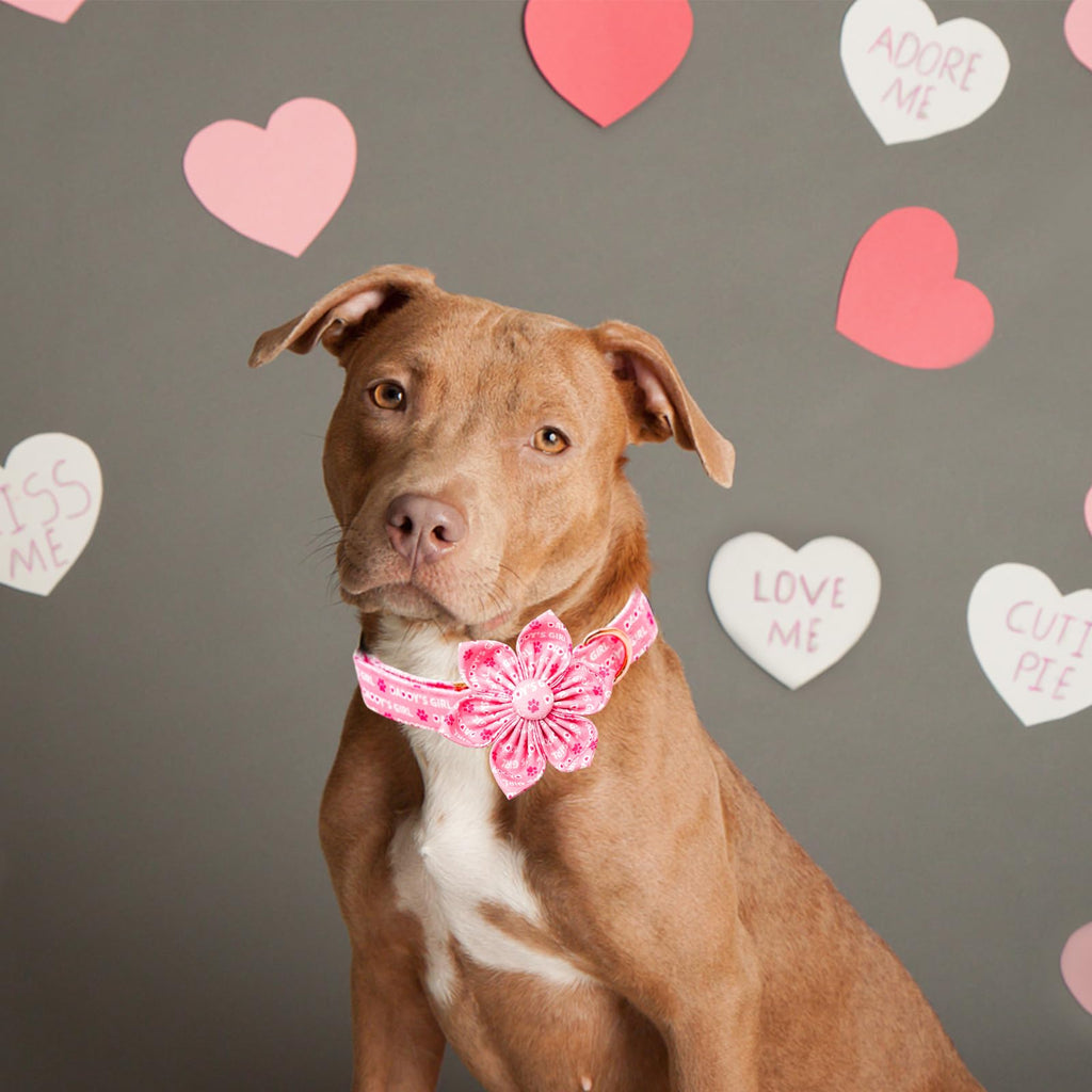 Lionheart glory Valentine's Day Dog Collar with Flower Dog Collars Pink Collars for Medium Dogs, Spring Pet Puppy Collar Flowers