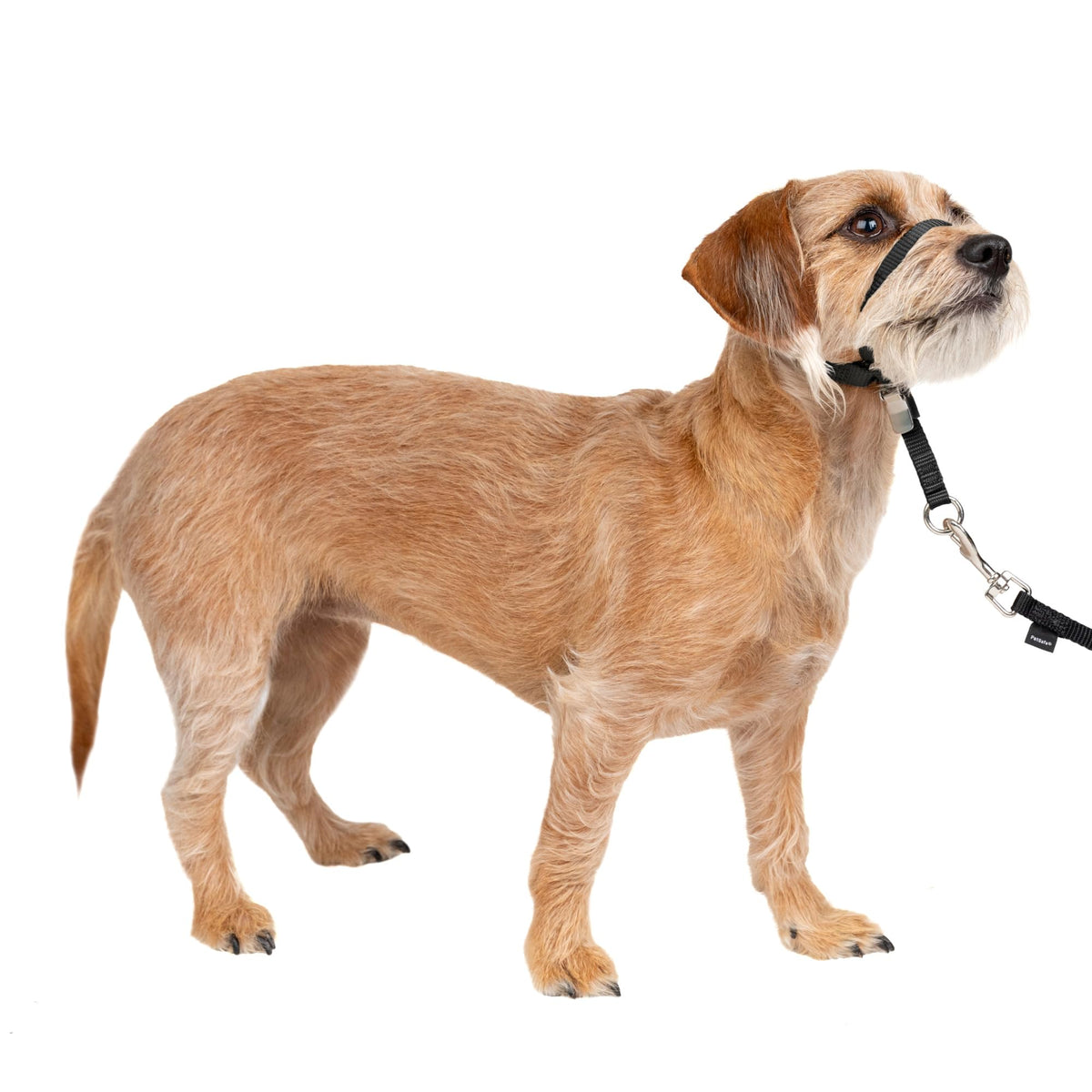 PetSafe Gentle Leader No Pull Dog Headcollar, Apple Green, Medium