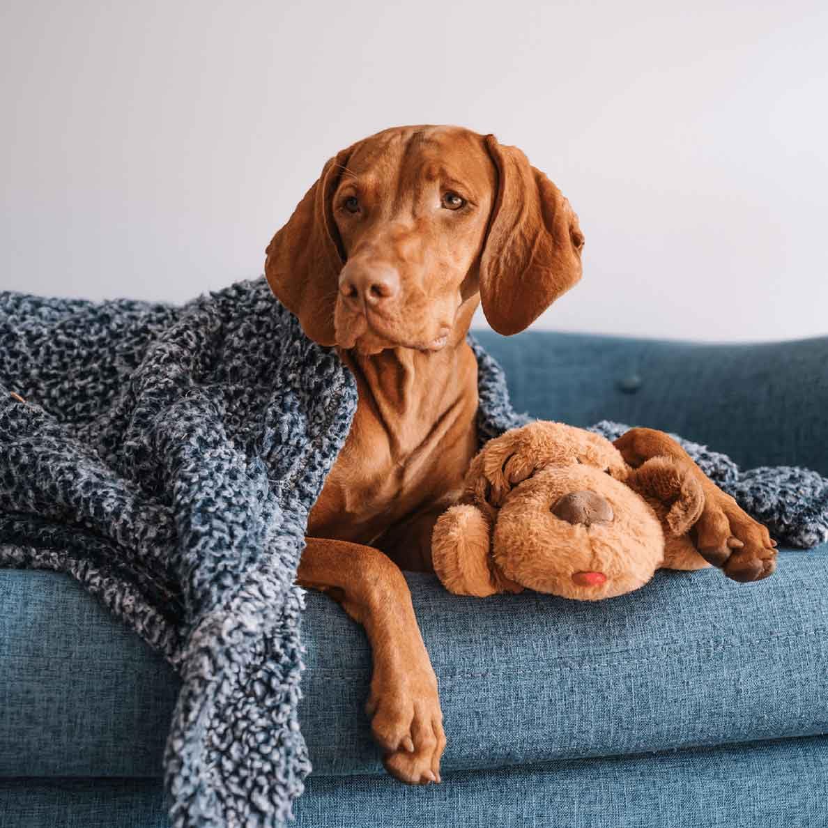 Snuggle Puppy Original Heartbeat Puppy Toy with Real-Feel Pulse & Heat Pack, Calming Sleep Aid for Puppy Anxiety, Crate Training, First Nights & New Puppy Transition - Biscuit Plus 6 Heat Packs