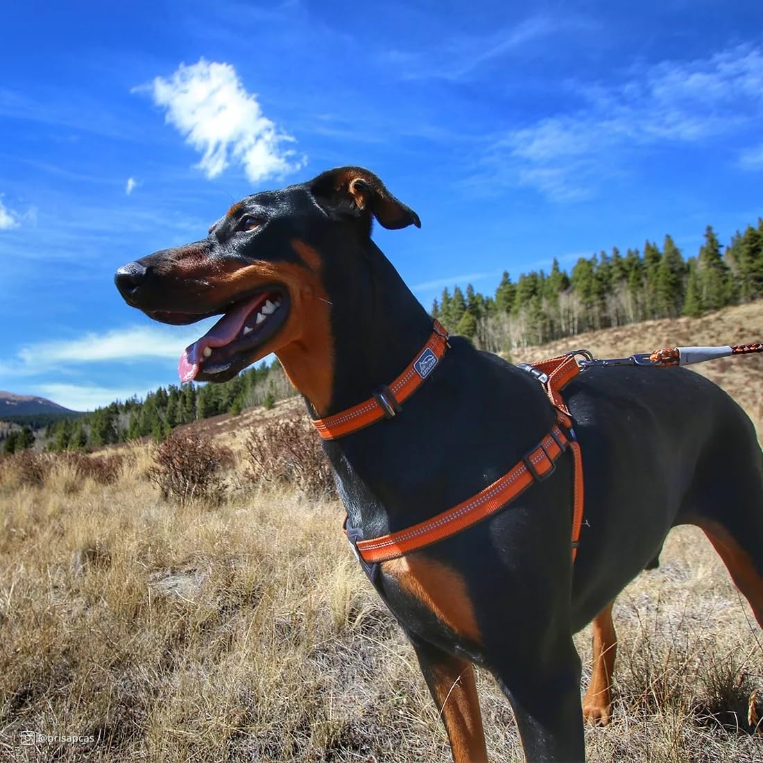 Coastal Pet K9 Explorer Reflective Adjustable Dog Collar - Comfortable Collar for the Outdoors - Durable, Lightweight Accessory with Side-Release Buckle - Campfire Orange, 1" x 12-18"