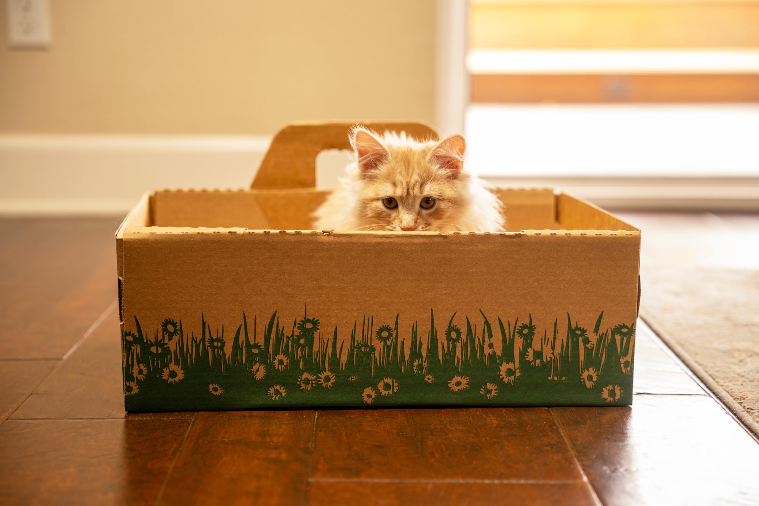 Disposable Ten Second Litter Boxes for Kitty/Cats. Made in the USA. Biodegradable Solution for Quick and Easy Disposal. Made of Recyclable Material. (8-Pack)