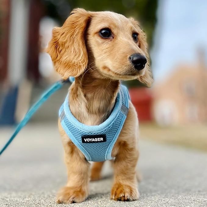Best Pet Supplies Voyager Step-in Air All Weather Mesh Harness and Reflective Dog 5 ft Leash Combo with Neoprene Handle, for Small, Medium and Large Breed Puppies - Set (Baby Blue), M