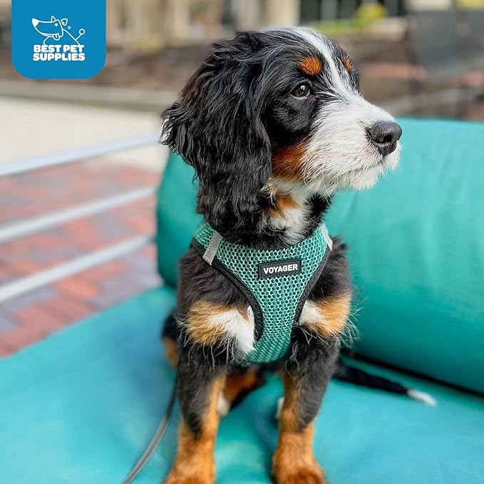 Best Pet Supplies Voyager Step-in Air Harness - All Weather Mesh, Reflective, No Pull Harness for Dogs, Cats - Secure with Hook & Loop Fastener, Buckle, Double D-Rings - Turqupise 2-Tone, XS