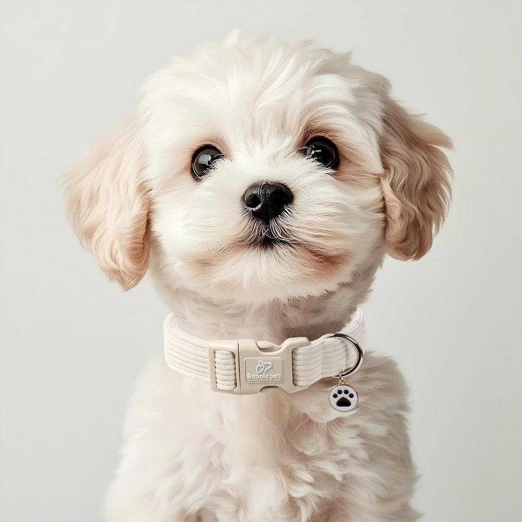 Babole Pet Cute Corduroy Dog Collar - White Adjustable Dog Collars for Small Dogs 10-25lbs, Fade-Proof with Secure Snap & Little Charm, Christmas Birthday Gift, S