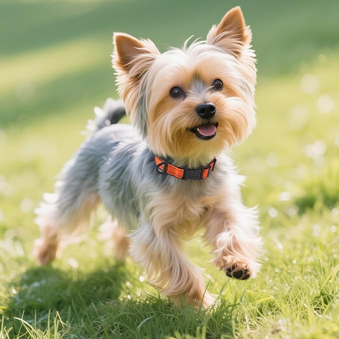 Joytale Dog Collar,Soft Neoprene Padded Breathable Nylon Pet Collar Adjustable for Puppy and Small Dogs,Orange,XS