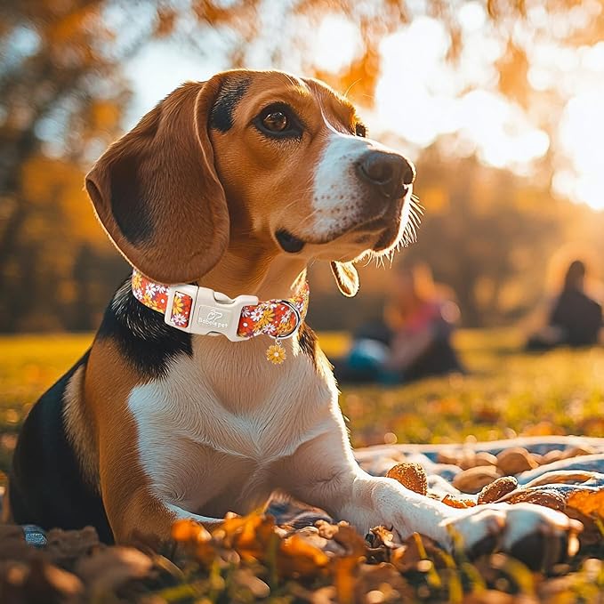 Babole Pet Fall Dog Collar Vintage Daisy Puppy Collar - Hippie Flower Dog Collars Light Comfortable Adjustable Pet Collars for Small Medium Large Girl Boy Dogs S