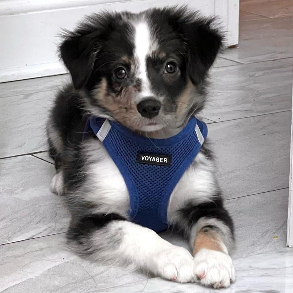 Best Pet Supplies Voyager Step-in Air All Weather Mesh Harness and Reflective Dog 5ft Leash Combo with Neoprene Handle, for Small, Medium and Large Breed Puppies - Royal Blue, Medium