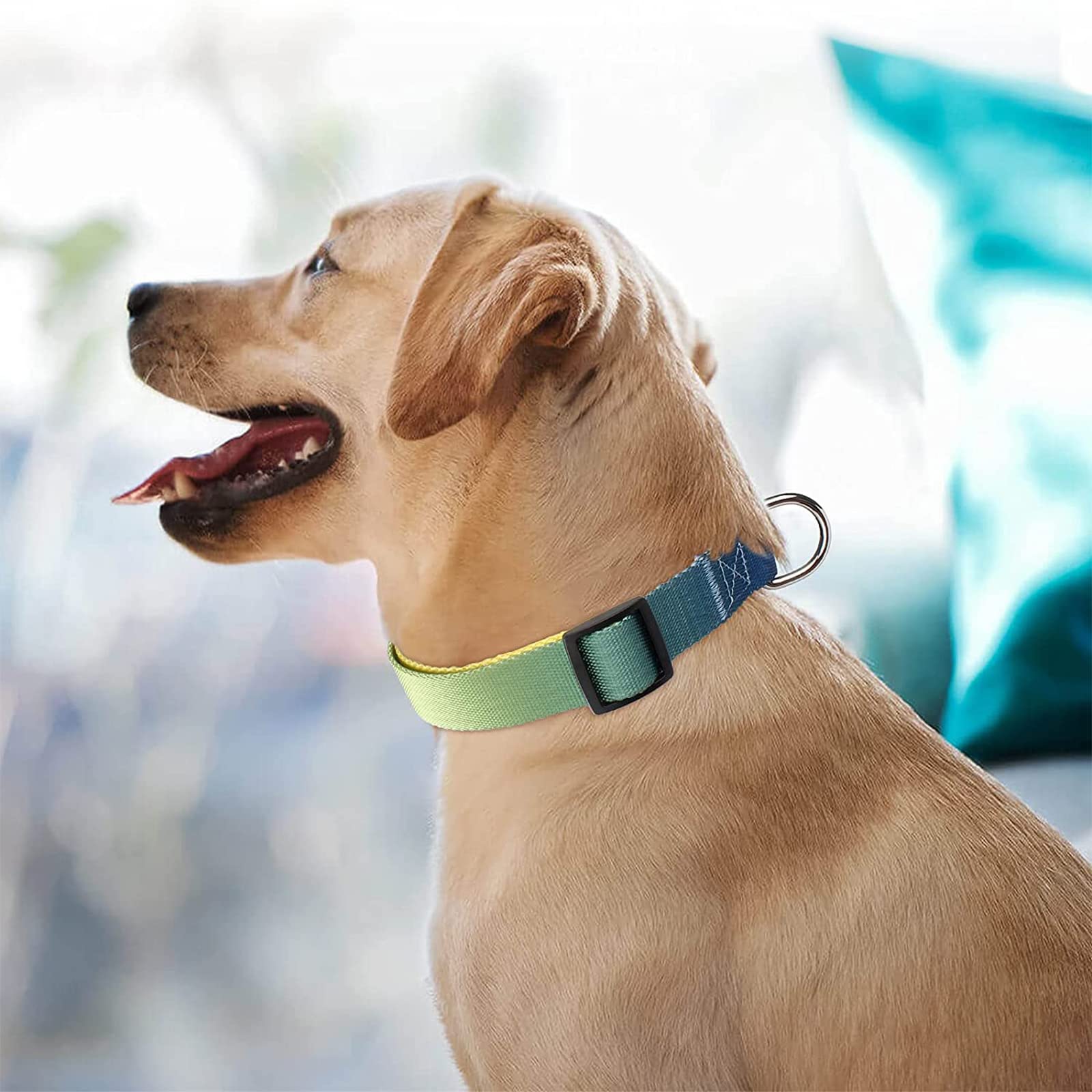 Roses&Poetry Small Dog Collar with Gradient Amber, Yellow Reflective Dog Collar Adjustable Small Pet Collars for Small Medium Large Dogs (Amber-S)