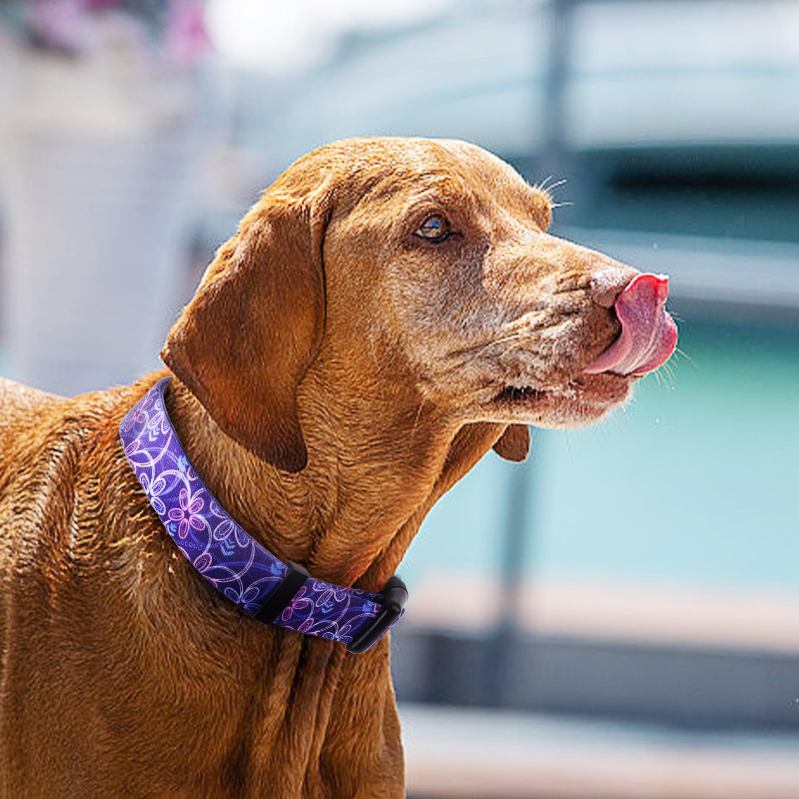 QQPETS Adjustable Soft Dog Collar: Print Flower Pink Multicolor Cute Patterns for XS Small Medium Large Pet Girl Boy Puppy Walking Running Training