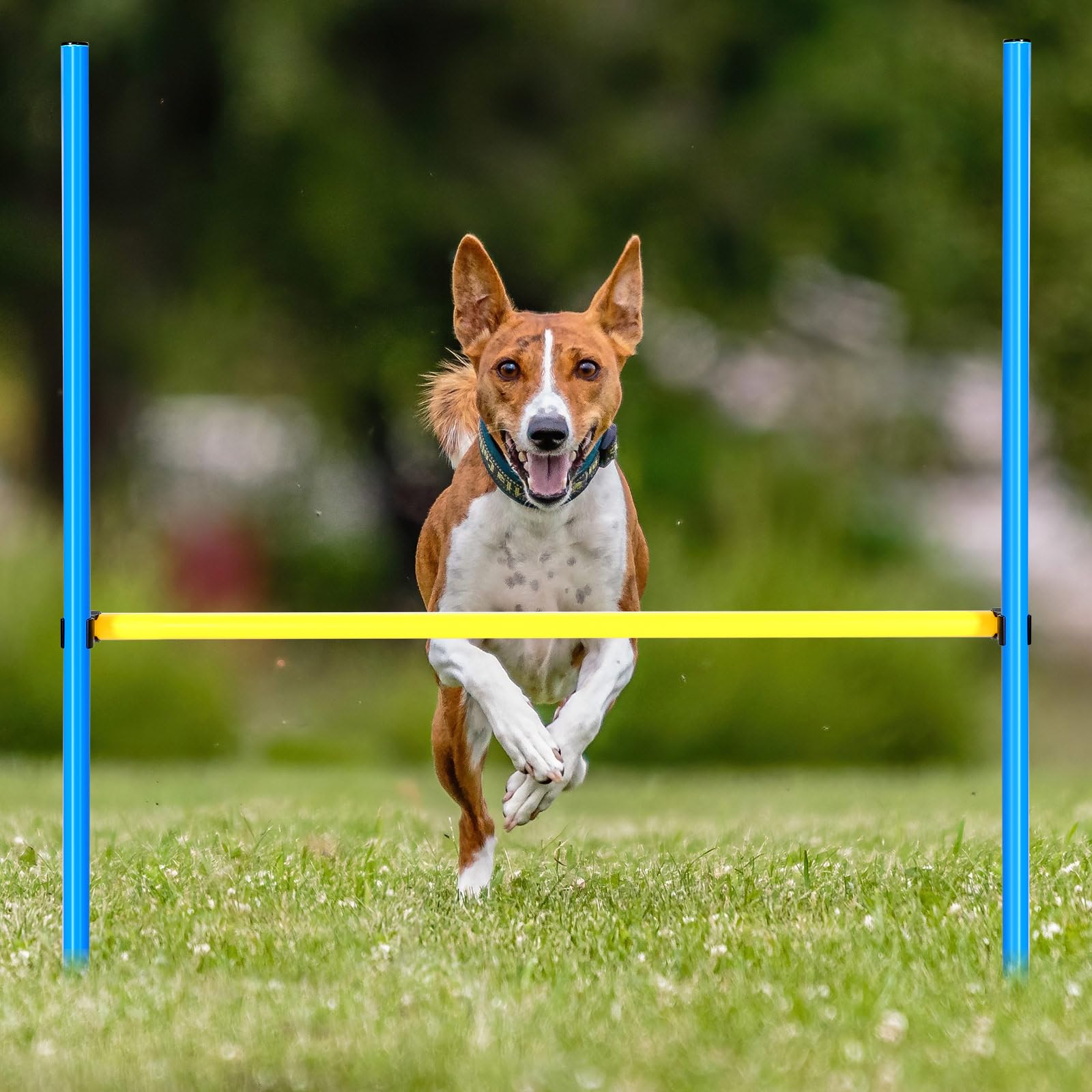 Hollowfly 8 Set Dog Agility Jump Adjustable Dog Agility Hurdle Training Equipment Portable Jumper Hurdle Park Indoor Outdoor Exercise Tool 3.44ft High/ 2.95ft Wide(Blue and Yellow)