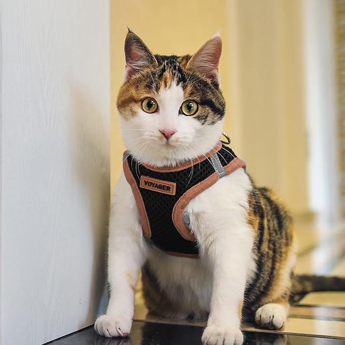 Voyager Step-in Air Dog Harness - All Weather Mesh Step in Vest Harness for Small and Medium Dogs by Best Pet Supplies - Orange Trim, M (Pack of 2)