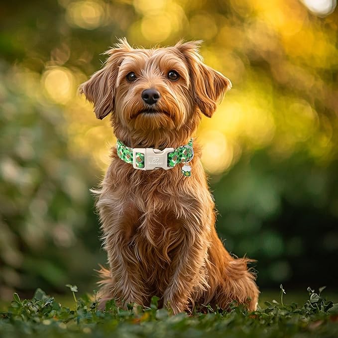 Babole Pet St Patricks Day Dog Collar for Medium Dogs - Green Beer Shamrock Dog Collars for Boys&Girls Dogs, Adjustable Irish Clover Puppy Collar with Quick Release Buckle M