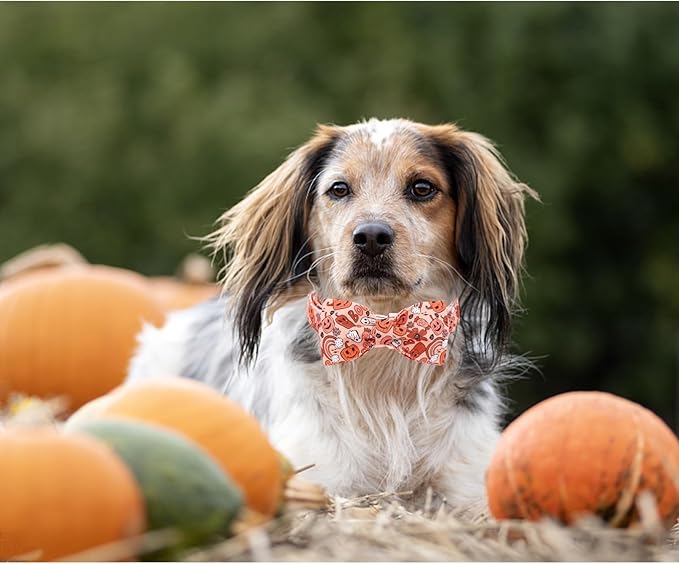 Bobo Rainbow Halloween Dog Collar, Pet Collar Bow Pumpkin Pet Collar Girl Boy Holiday Pet Collars Gift Bow Dog Collar Cute Soft Puppy Collar for X-Small Puppy