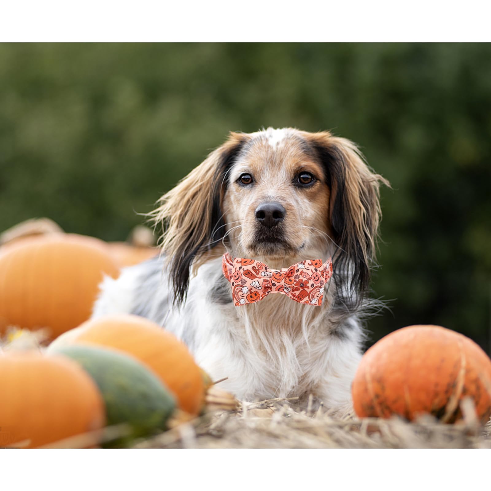 Bobo Rainbow Halloween Dog Collar, Pet Collar Dog Bow Pumpkin Girl Boy Holiday Pet Collar Gift Cute Soft Puppy Collar for Large Dogs
