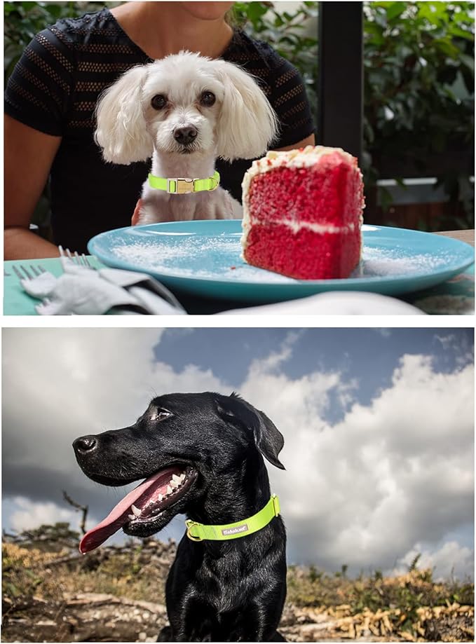Babole Pet Nylon Dog Collar - Adjustable Fluorescent Green Soft Webbing Dog Collars for Small Medium Large Dogs Boy Girl Puppy Collar with Safety Metal Buckle L