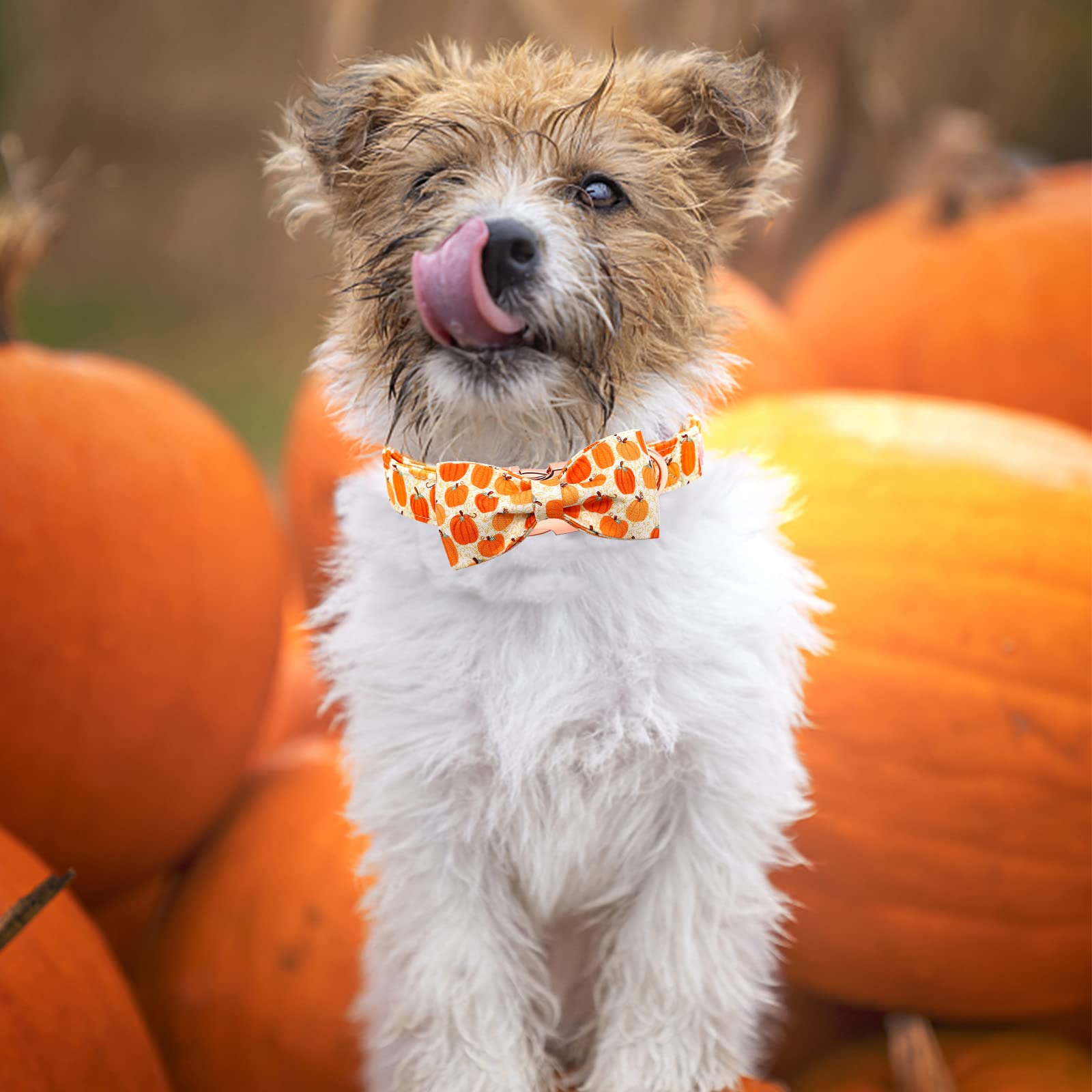 Bobo Rainbow Dog Collar - Halloween Pumpkin Bowtie Dog Collar Gift Soft Bow Collar Pet Adjustable Metal Buckle Dog Collar for Large Dogs