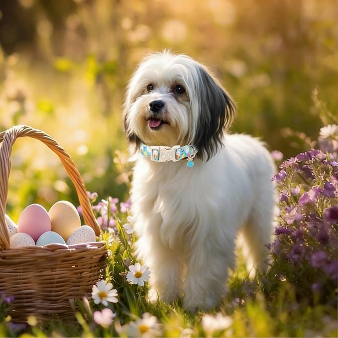 Babole Pet Easter Dog Collar for Small Dogs - Cute Easter Egg Hunt Dog Collars for Boy Girl Dogs, Playful Bunny & Chick Print, Lightweight Adjustable Spring Holiday Dog Collar S