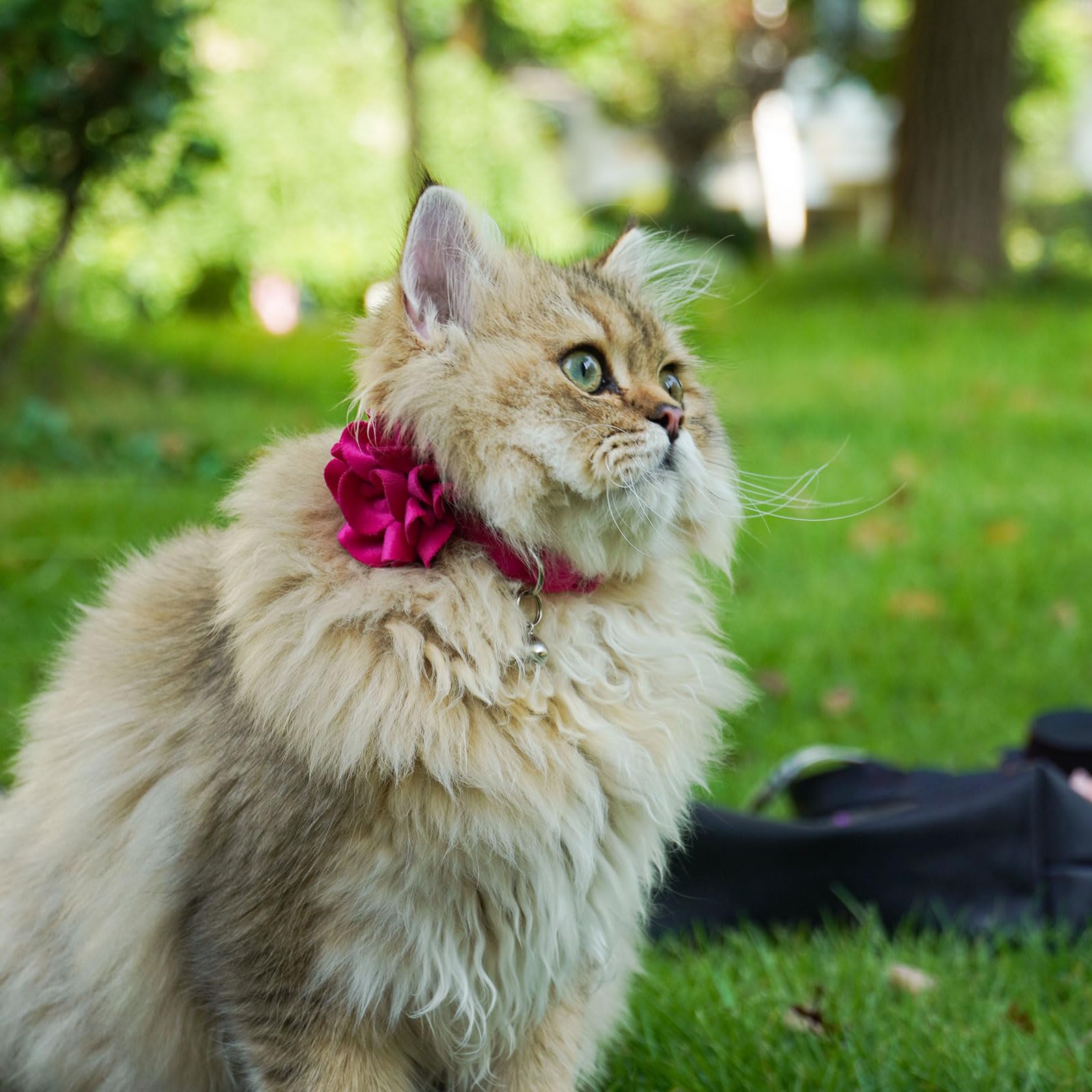 azuza 2 Pack Breakaway Cat Collars with Bells, Velvet Floral Cat Collar
