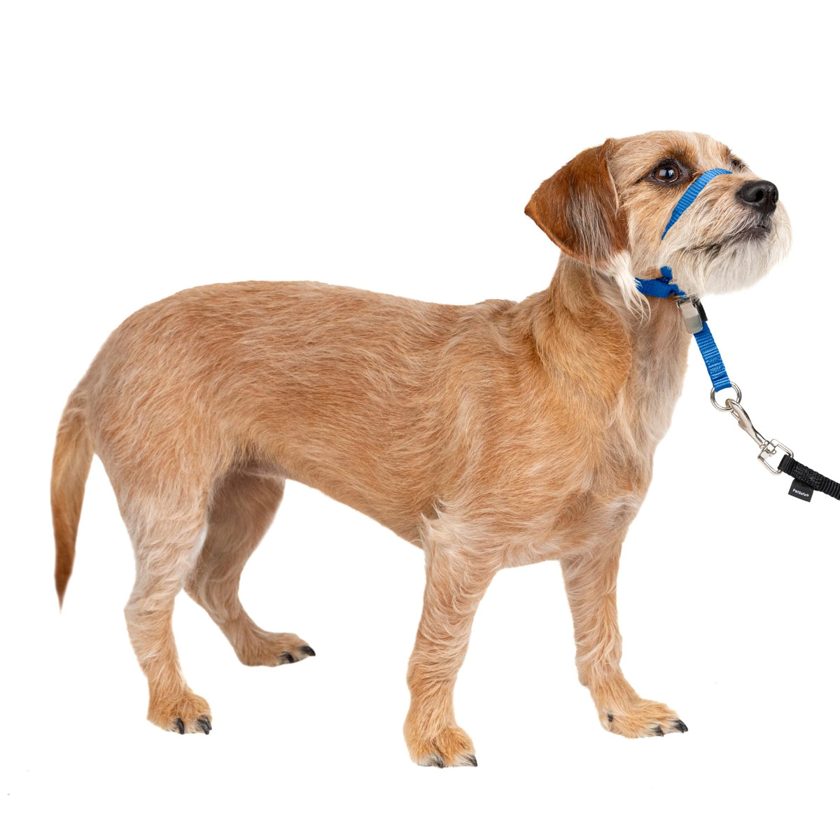 PetSafe Gentle Leader No Pull Dog Headcollar, Apple Green, Medium