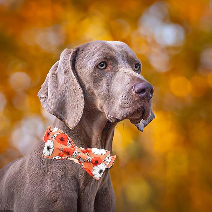 Bobo Rainbow Fall Dog Collar, Pet Collar Bow Floral Pet Collar Girl Boy Holiday Collars Gift Bow Cute Soft Puppy Collars for X-Small