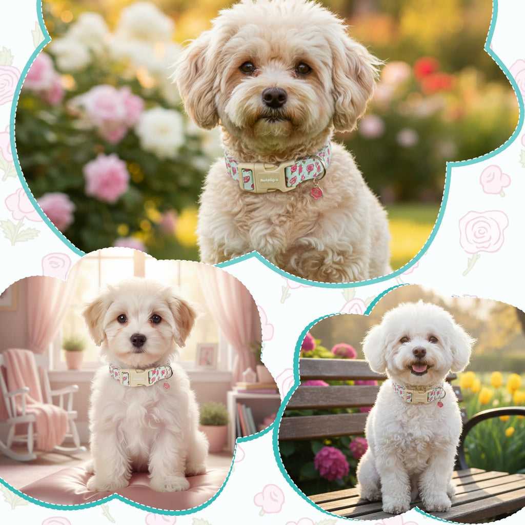 Astdogio Cotton Dog Collar, Blue Dog Collar with Flowers Pattern for Spring Summer Design, Adjustable Puppy Dog Collars, Cute Girl or Boy Dog Collar Ideal for Gifts,Pet Accessory,S