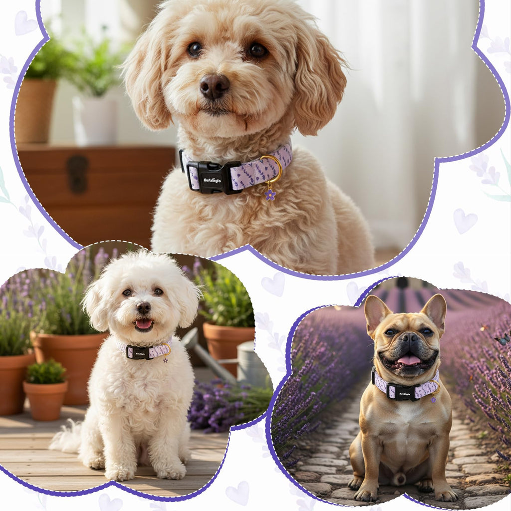 Astdogio Dog Collar for Medium Dogs, Spring Purple Dog Collars with Flowers Pattern, Adjustable Cotton Dog Collars, Cute Girl or Boy Dog Collar Ideal for Gifts,Pet Accessory