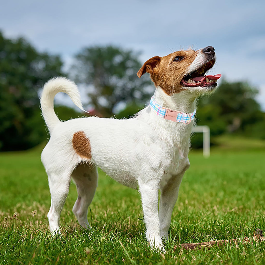 Unique style paws Dog Collar Metal Buckle Blue Pink Grid Collar Gift Durable Cute Collar for Small Medium Large Boys Girls Dogs