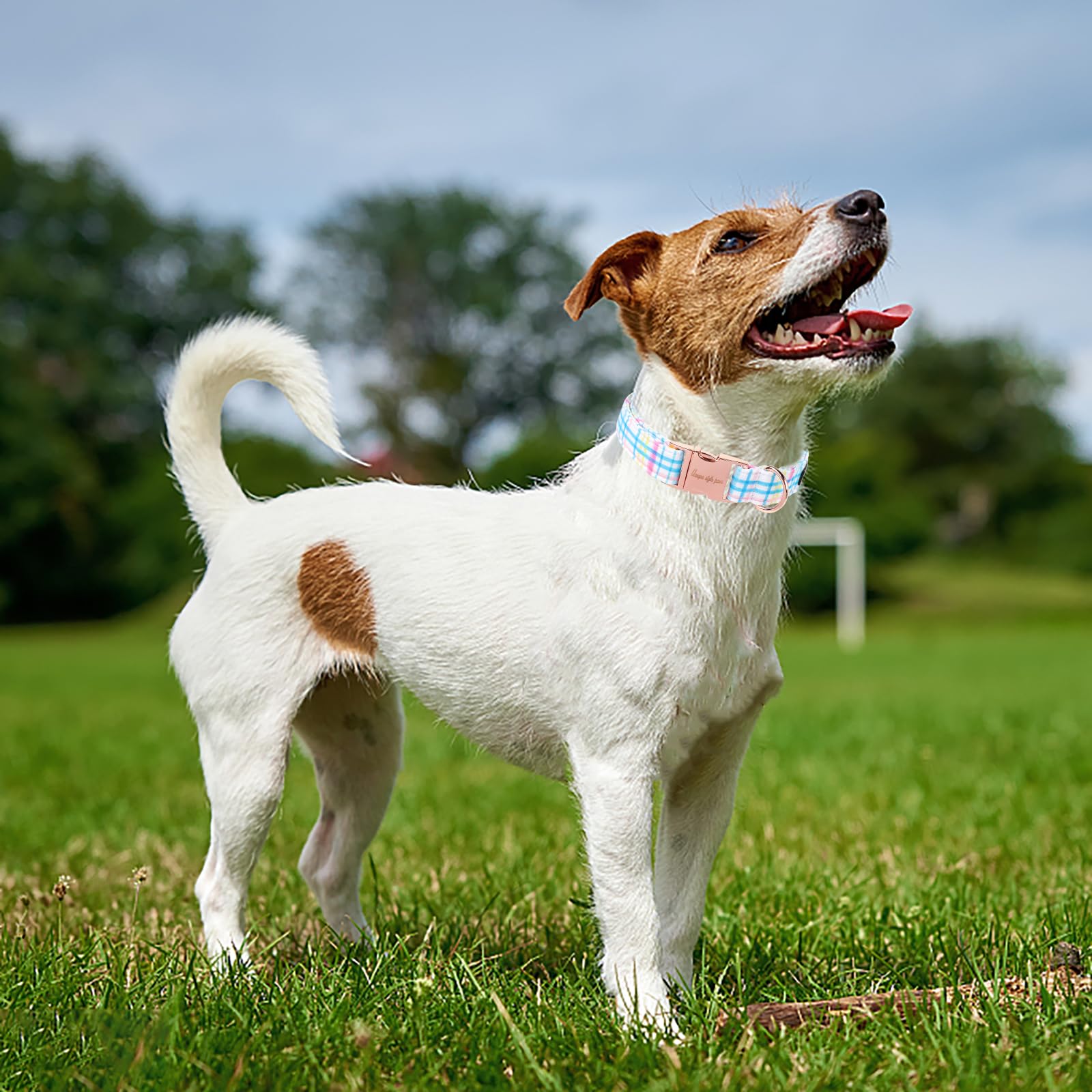 Unique style paws Dog Collar Metal Buckle Blue Pink Grid Collar Gift Durable Cute Collar for Small Medium Large Boys Girls Dogs