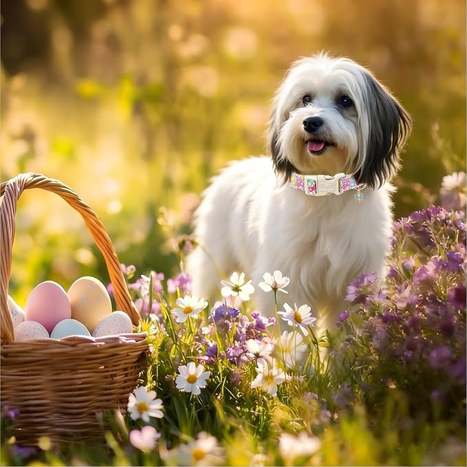 Babole Pet Easter Dog Collar for Puppy Small Dogs - Colorful Bunny Print Easter Collar for Male Female Dogs, Lightweight Adjustable Spring Holiaday Dog Collars with Quick Release Buckle XS