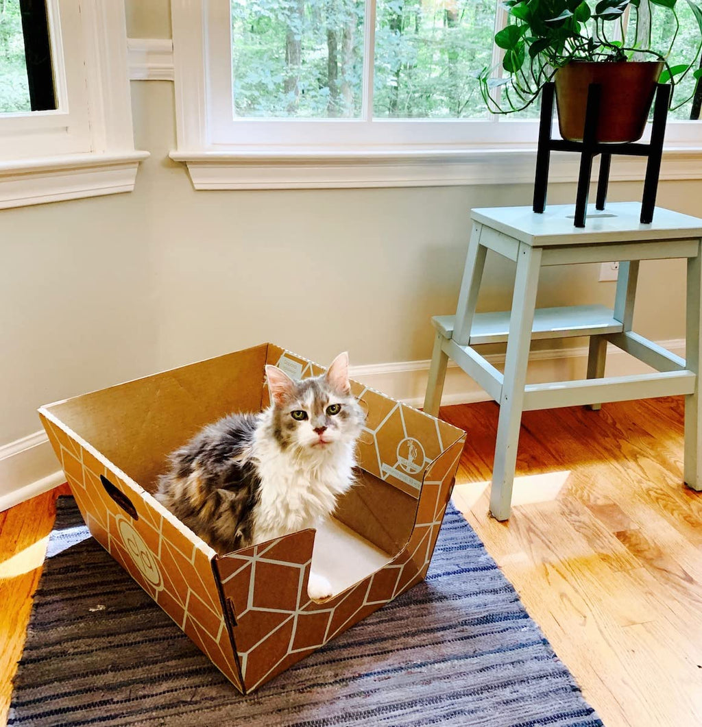 Cats Desire Disposable Cat Litter Boxes with High Sides - 15 Boxes - Extra Large Leak-Resistant, Use Open or Enclosed - Cardboard Litter Boxes - Made in USA, 15pk