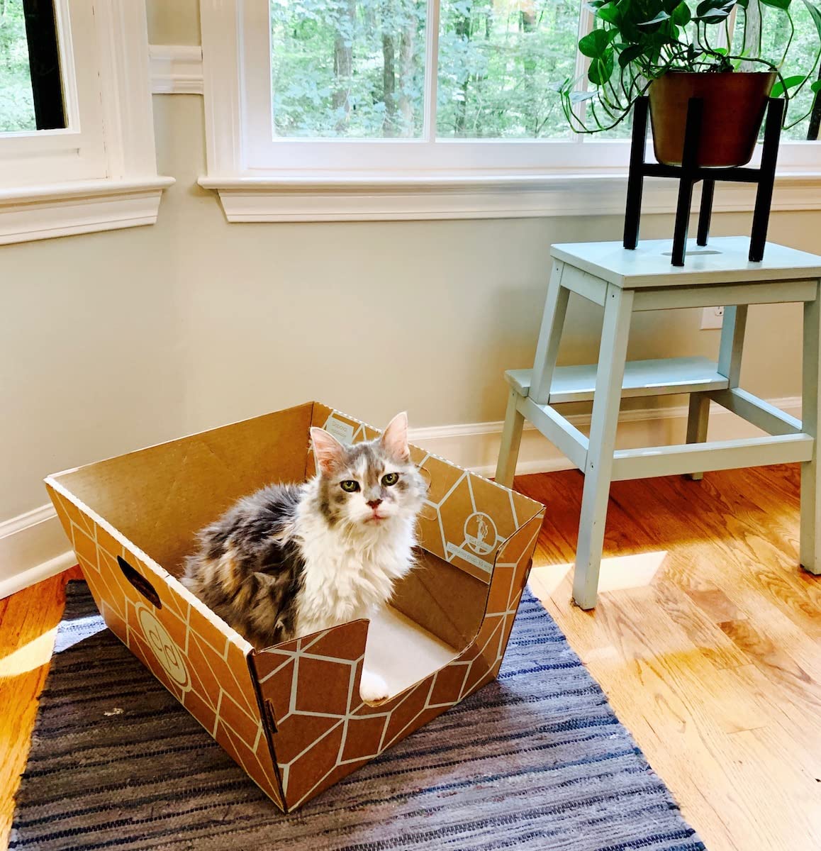 Cats Desire Disposable Cat Litter Boxes with High Sides - 15 Boxes - Extra Large Leak-Resistant, Use Open or Enclosed - Cardboard Litter Boxes - Made in USA, 15pk
