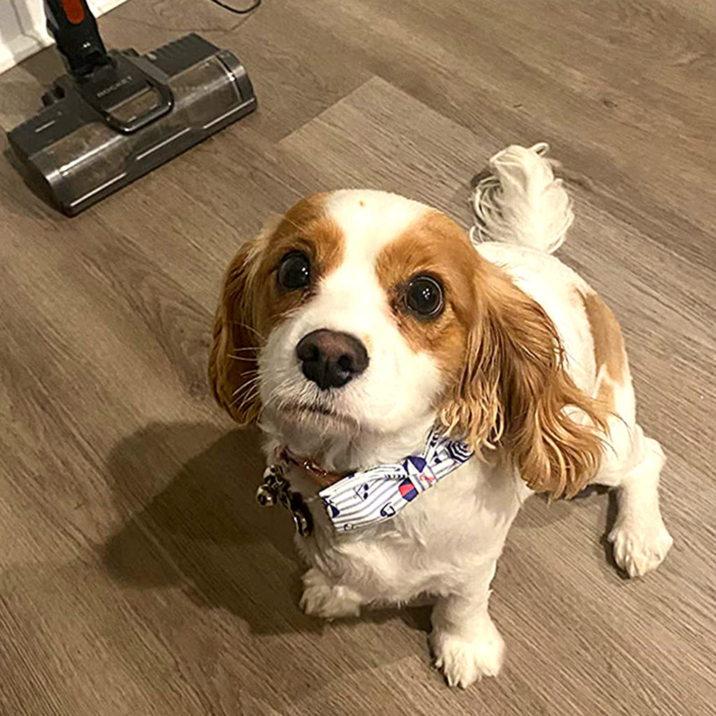 Lionheart glory Dog Collar, Dog Collar with Bow, Summer Stripe Boy Dog Bowtie Collar Cute Pet Collar Gift for Medium Dog