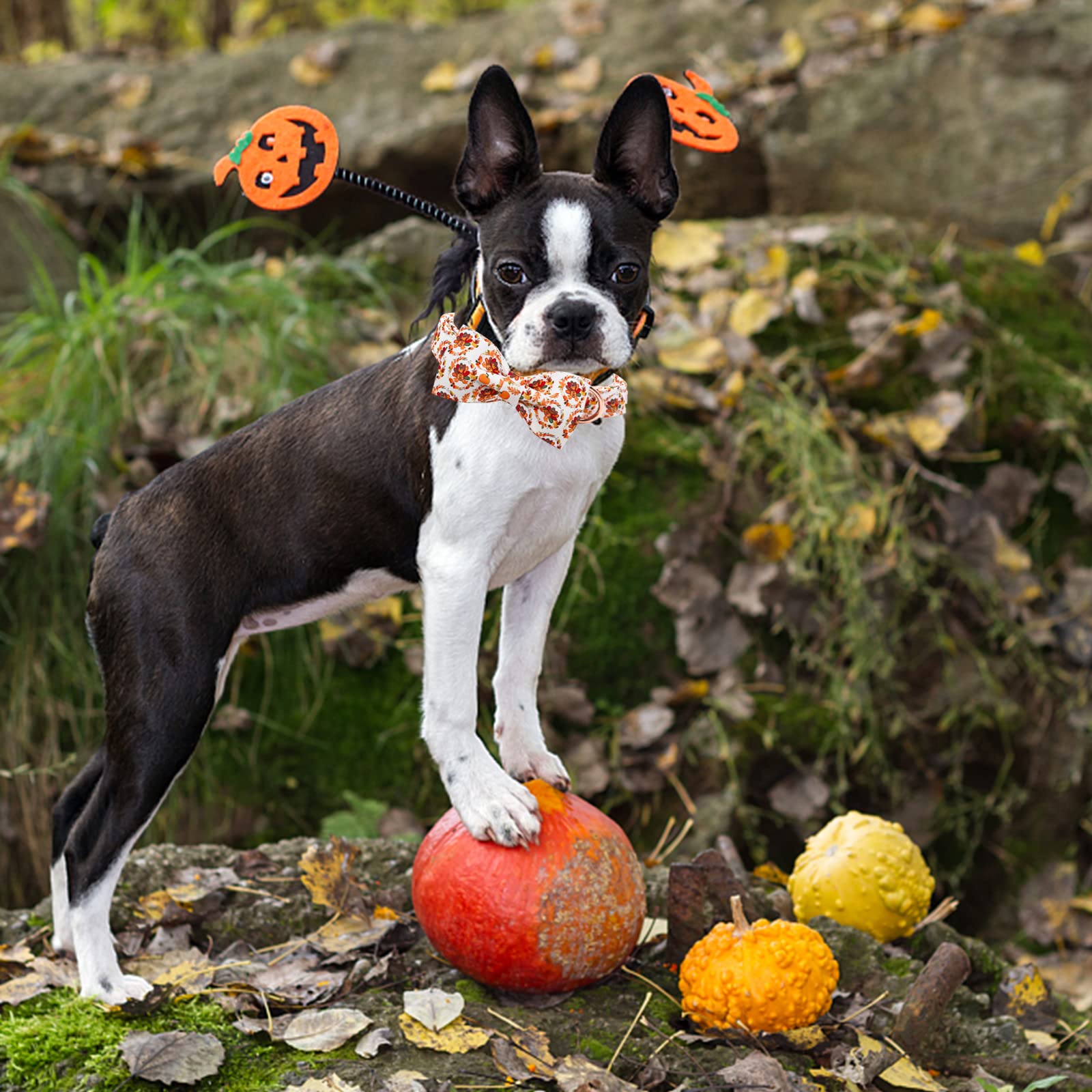 Bobo Rainbow Dog Collar - Thanksgiving Turkey Bowtie Gift, Soft Bow Adjustable Metal Buckle for Small Dogs