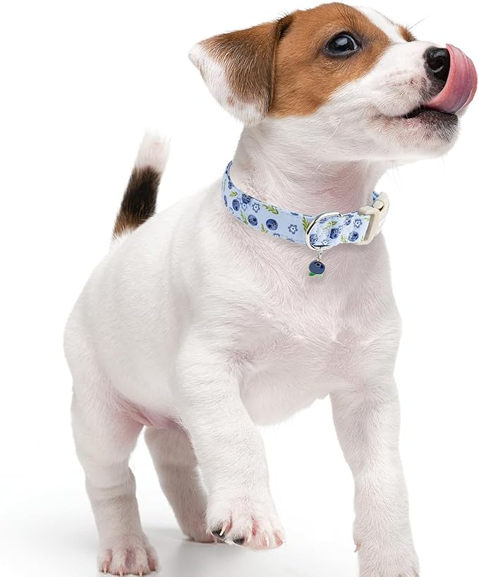 Faygarsle Blueberry Pattern Dog Collar for for Summer Small Medium Large Dogs Light Blue, M