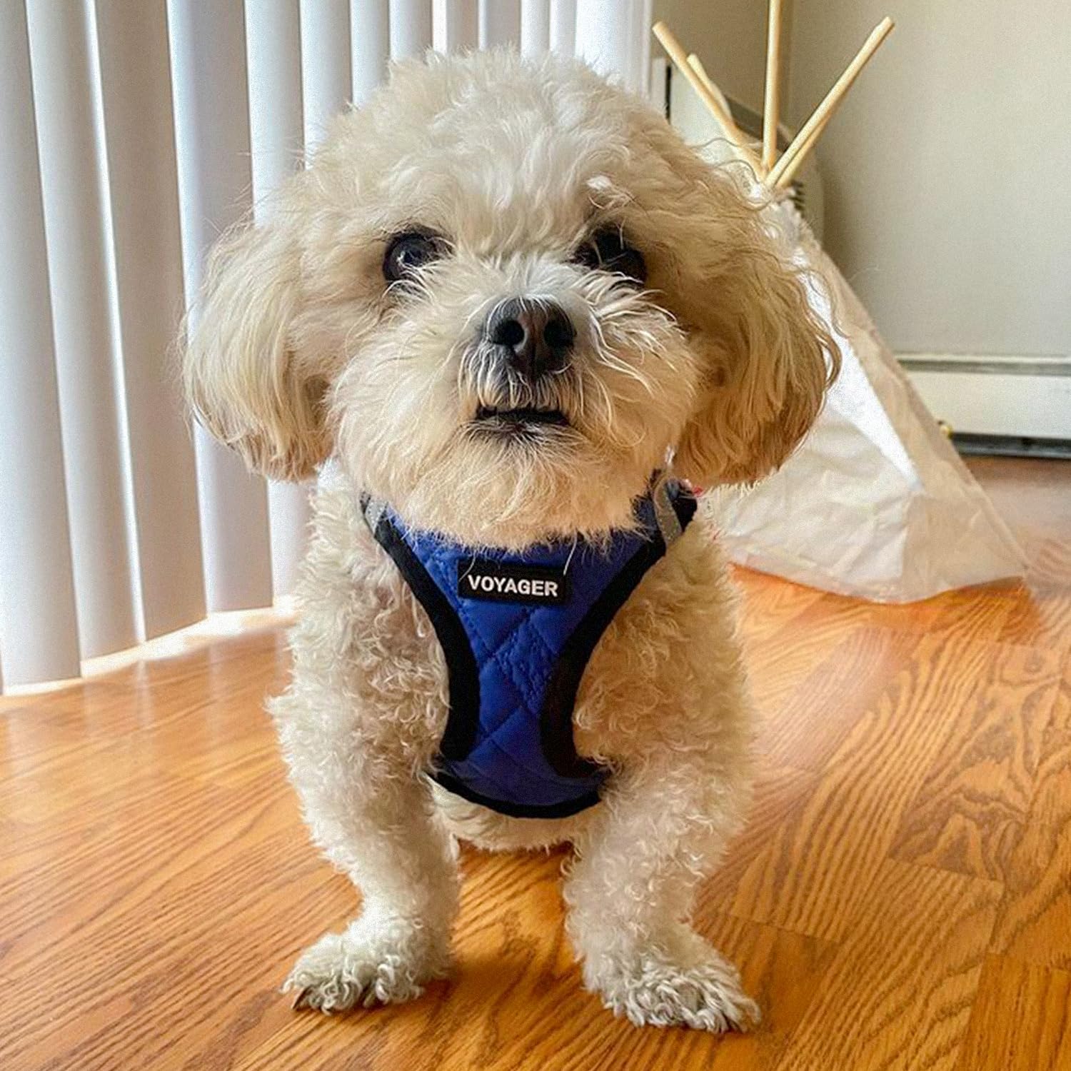 Voyager Step-in Plush Dog Vest Harness -Royal Blue Faux Leather, X-Small